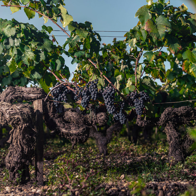 vignes château talbot