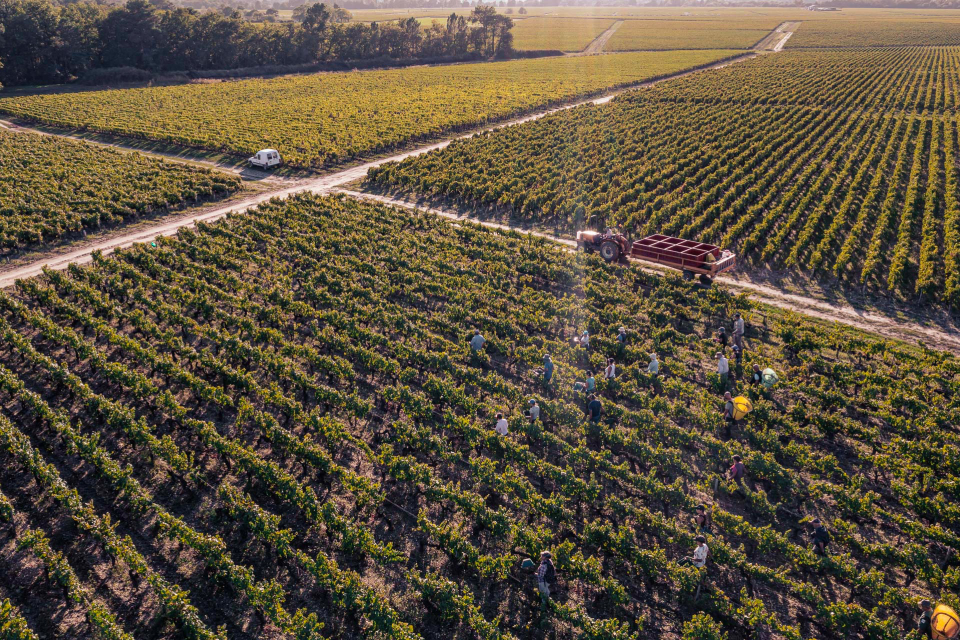 vignes château talbot